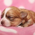 2019_01_14_HAVANESER_BOLONKA_Welpen_Hundebabies_0266