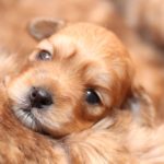 2019_01_14_HAVANESER_BOLONKA_Welpen_Hundebabies_0270