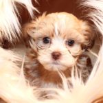 2019_01_14_HAVANESER_BOLONKA_Welpen_Hundebabies_0290