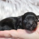 2019_10_HAVANESER_BOLONKA_Welpen_Hundebabies_0317