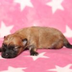 2019_10_HAVANESER_BOLONKA_Welpen_Hundebabies_0319