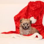 2019_10_HAVANESER_BOLONKA_Welpen_Hundebabies_0344