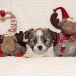 2019_10_HAVANESER_BOLONKA_Welpen_Hundebabies_0359