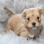 2020_10_HAVANESER_BOLONKA_Welpen_Hundebabies_0443