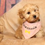 2020_10_HAVANESER_BOLONKA_Welpen_Hundebabies_0487