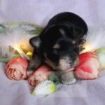 2023_03_HAVANESER_BOLONKA_Welpen_Hundebabies_0797