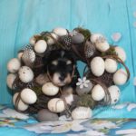 2023_03_HAVANESER_BOLONKA_Welpen_Hundebabies_0807