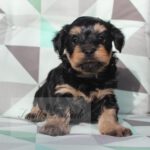 2023_03_HAVANESER_BOLONKA_Welpen_Hundebabies_0812