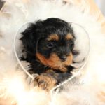 2023_03_HAVANESER_BOLONKA_Welpen_Hundebabies_0815
