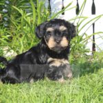 2023_03_HAVANESER_BOLONKA_Welpen_Hundebabies_0817