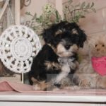 2023_03_HAVANESER_BOLONKA_Welpen_Hundebabies_0822