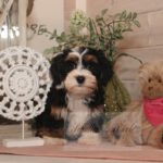 2023_03_HAVANESER_BOLONKA_Welpen_Hundebabies_0823
