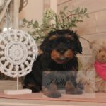 2023_03_HAVANESER_BOLONKA_Welpen_Hundebabies_0824