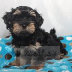 2023_03_HAVANESER_BOLONKA_Welpen_Hundebabies_0833